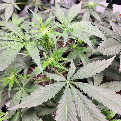Double Grape growlog timeline photo