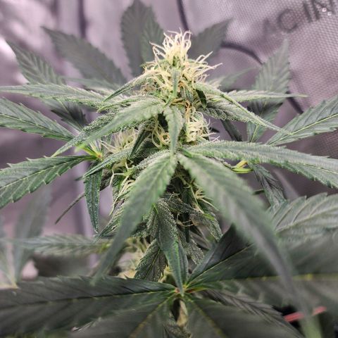 Mephisto Freebie growlog timeline photo