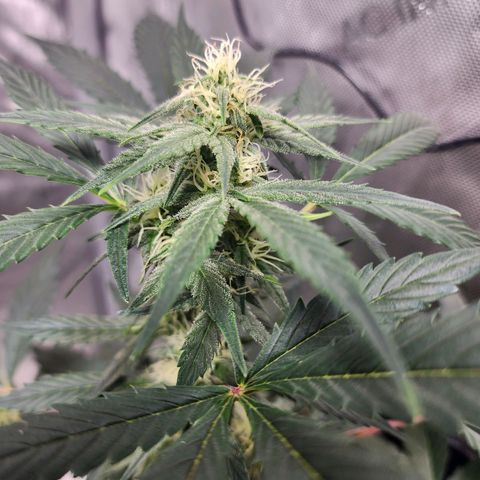 Mephisto Freebie growlog timeline photo