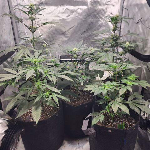 Mephisto Freebie growlog timeline photo