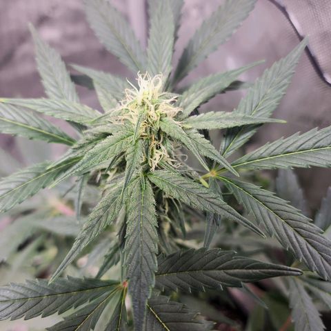 Mephisto Freebie growlog timeline photo