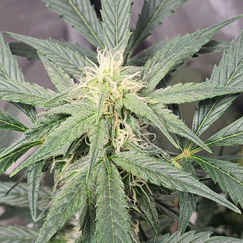 Mephisto Freebie growlog timeline photo