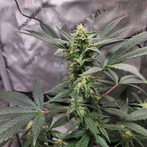 Mephisto Freebie growlog timeline photo