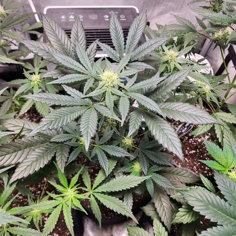 Mephisto's Wedding growlog timeline photo