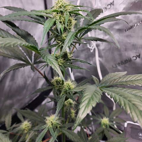 Sour Stomper growlog timeline photo