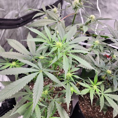Double Grape growlog timeline photo