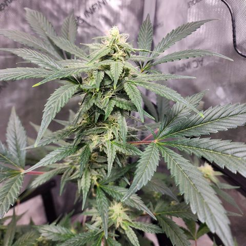 Mephisto Freebie growlog timeline photo