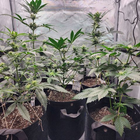 Mephisto Freebie growlog timeline photo