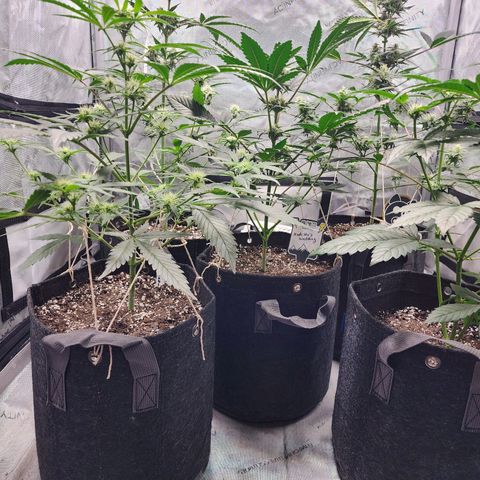 Mephisto Freebie growlog timeline photo