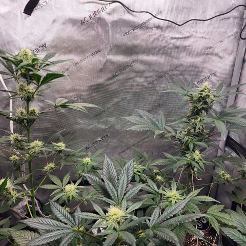 Mephisto Freebie growlog timeline photo