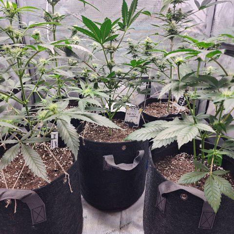 Mephisto Freebie growlog timeline photo
