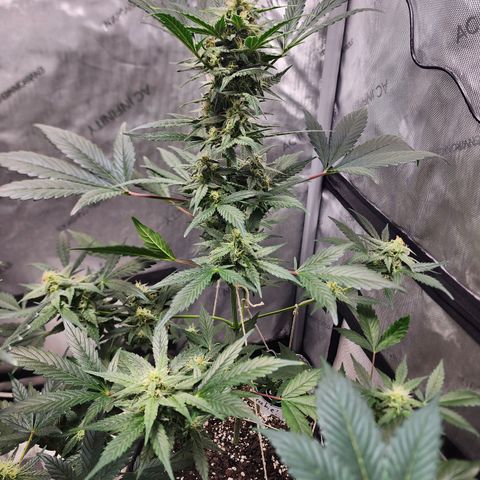 Mephisto Freebie growlog timeline photo
