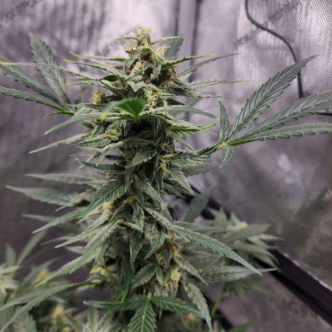 Mephisto Freebie growlog timeline photo