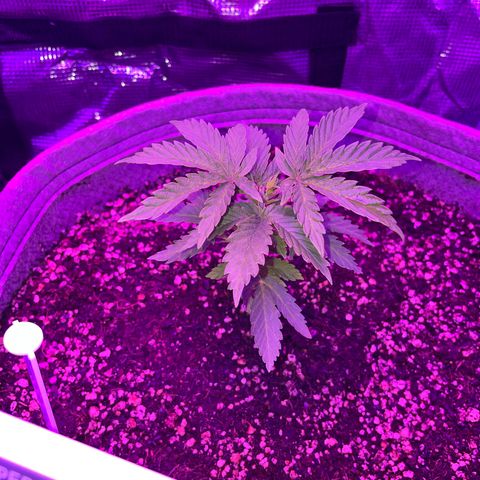 Raspberry Chocolate growlog timeline photo