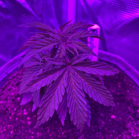Raspberry Chocolate growlog timeline photo