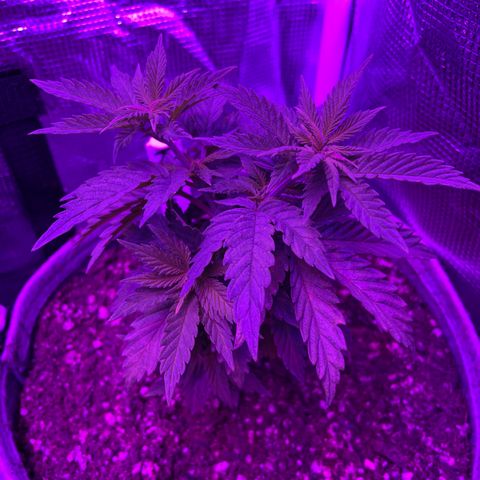 Raspberry Chocolate growlog timeline photo