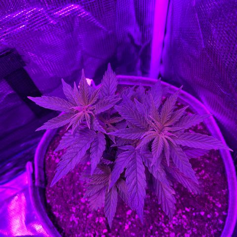 Raspberry Chocolate growlog timeline photo