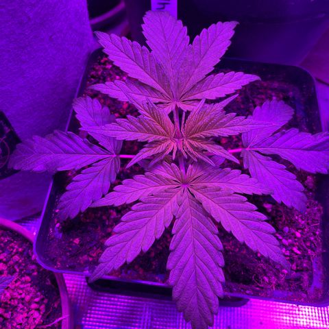 White Rhino growlog timeline photo