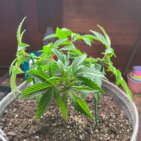 Raspberry Chocolate growlog timeline photo