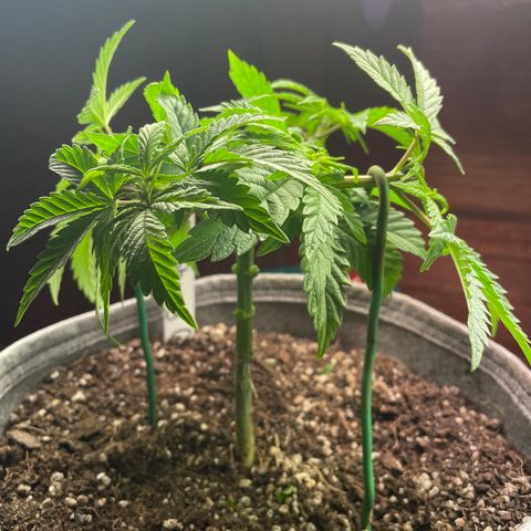 Raspberry Chocolate growlog timeline photo