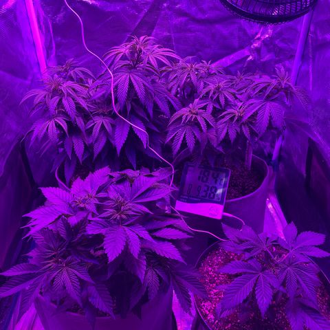 Raspberry Chocolate growlog timeline photo