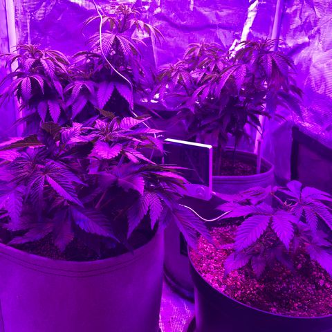 Raspberry Chocolate growlog timeline photo