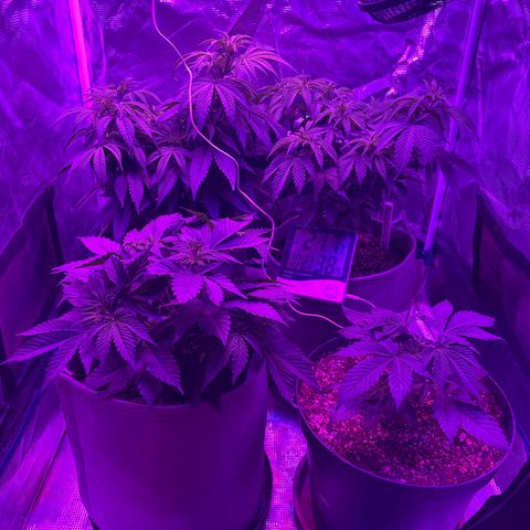 Raspberry Chocolate growlog timeline photo