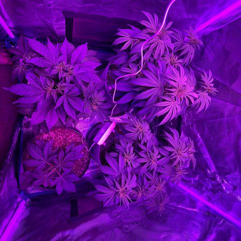 Raspberry Chocolate growlog timeline photo