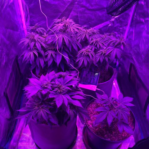 Raspberry Chocolate growlog timeline photo