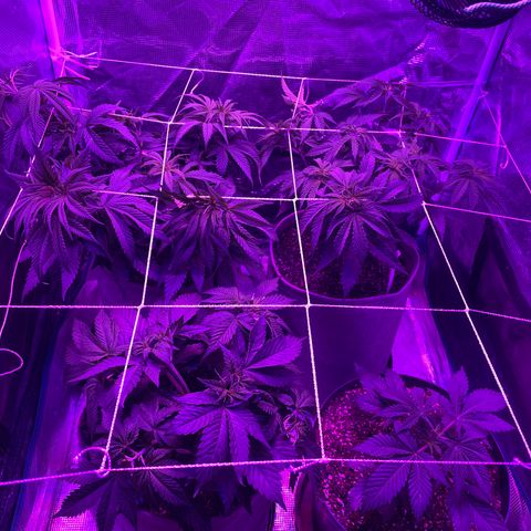 Raspberry Chocolate growlog timeline photo