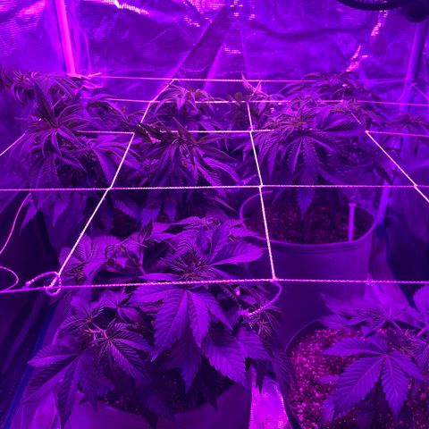 Raspberry Chocolate growlog timeline photo
