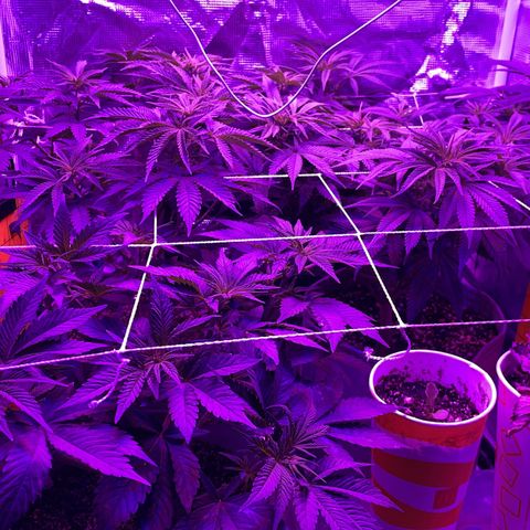 Raspberry Chocolate growlog timeline photo