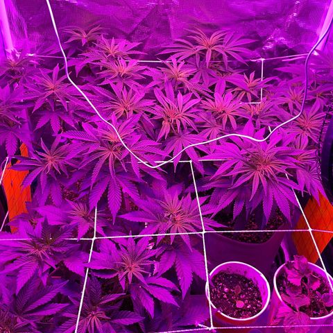 Raspberry Chocolate growlog timeline photo