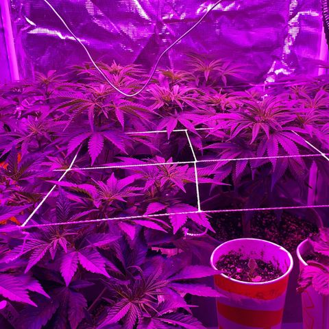 Raspberry Chocolate growlog timeline photo