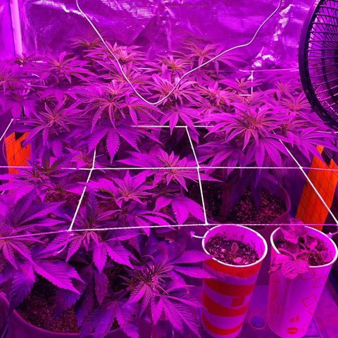 Raspberry Chocolate growlog timeline photo