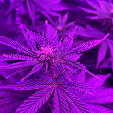 Raspberry Chocolate growlog timeline photo