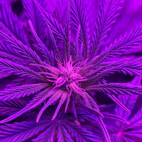 Raspberry Chocolate growlog timeline photo