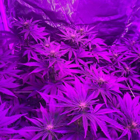 Raspberry Chocolate growlog timeline photo