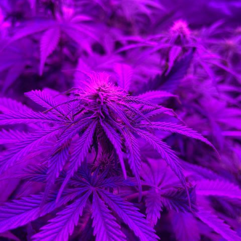 Raspberry Chocolate growlog timeline photo