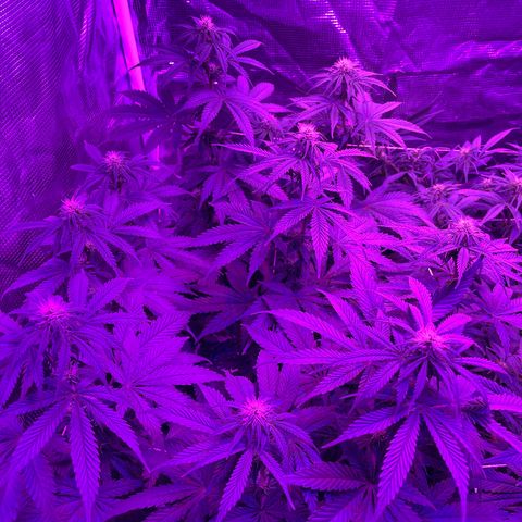 Raspberry Chocolate growlog timeline photo