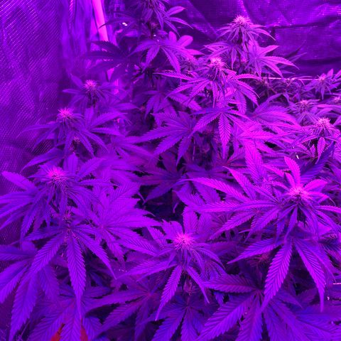 Raspberry Chocolate growlog timeline photo