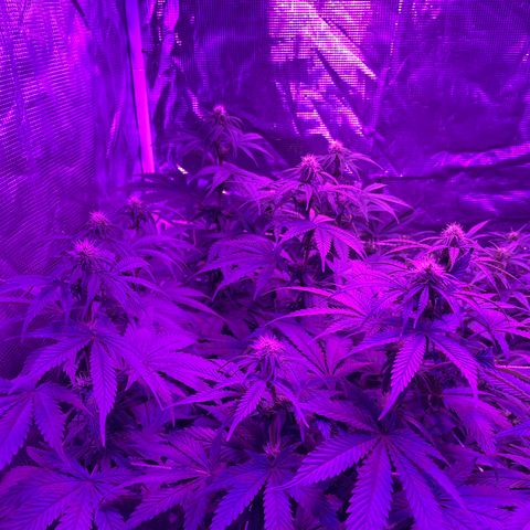 Raspberry Chocolate growlog timeline photo