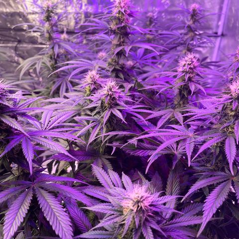 Raspberry Chocolate growlog timeline photo