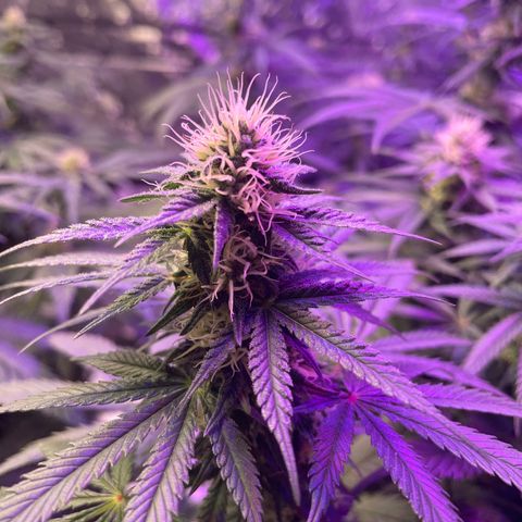 Raspberry Chocolate growlog timeline photo