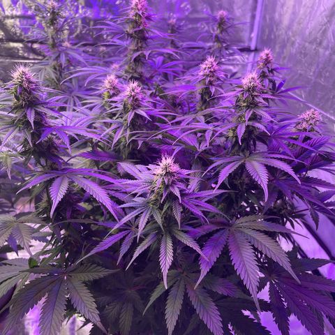 Raspberry Chocolate growlog timeline photo