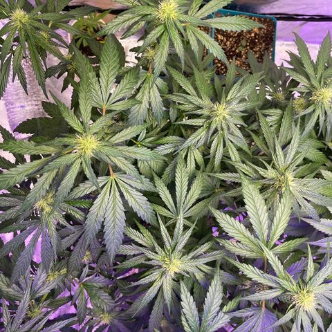 White Rhino growlog timeline photo