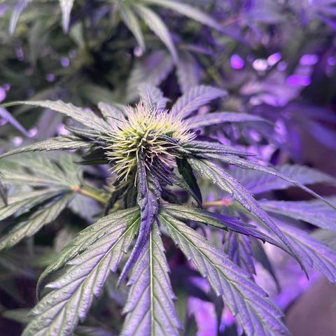 White Rhino growlog timeline photo