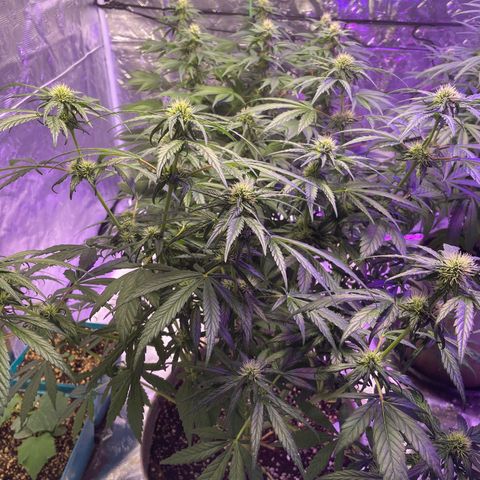 White Rhino growlog timeline photo