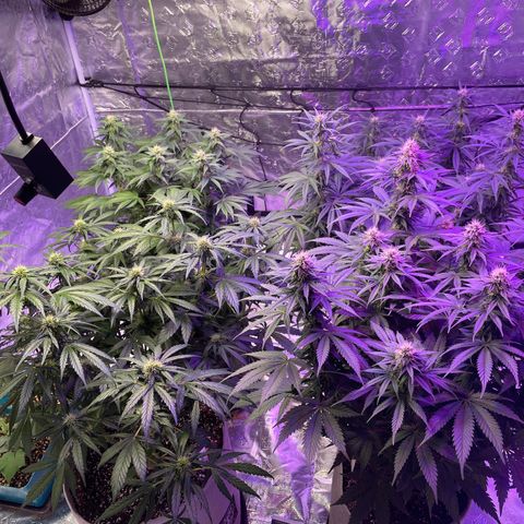 Raspberry Chocolate growlog timeline photo