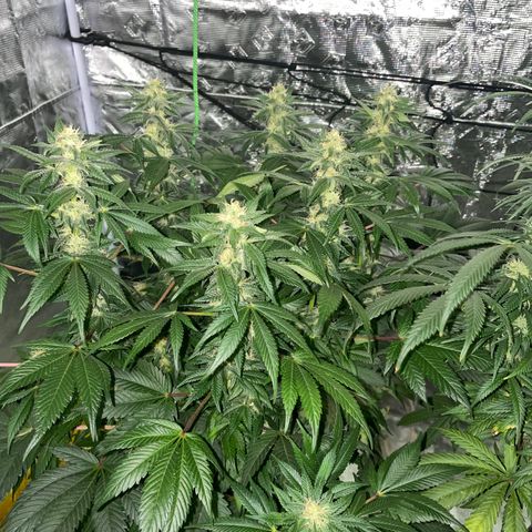 Raspberry Chocolate growlog timeline photo